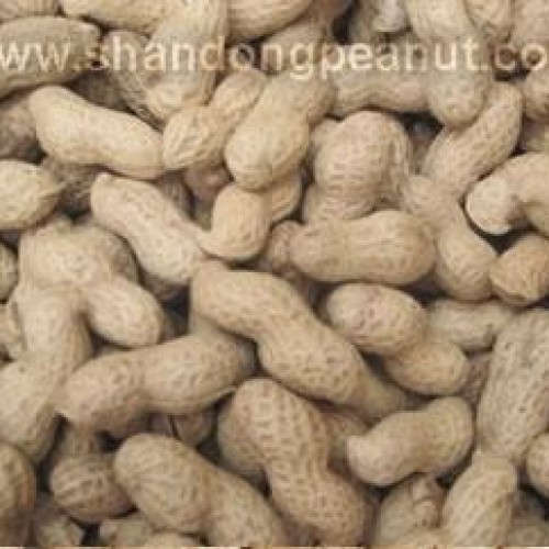 Peanut kernels - virginia type