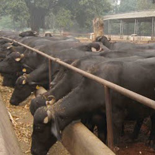 Murrah buffalos cattle farm (world famous)