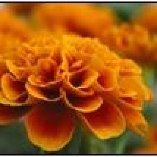 Marigold extract-