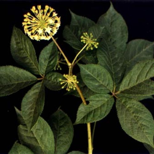 Siberian ginseng p.e.