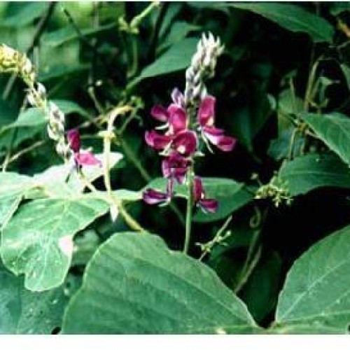 Pueraria p.e