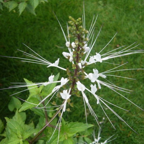 Clerodendranthus spicatus  p.e.