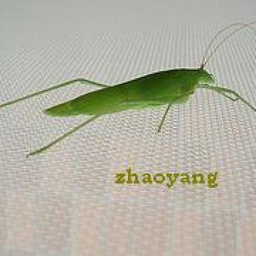 Insect screen