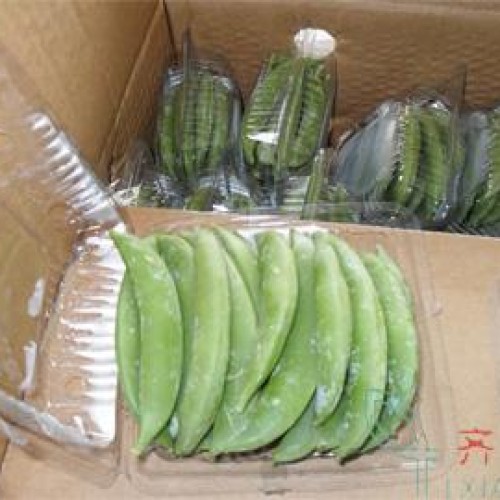 Fresh sugar snap pea