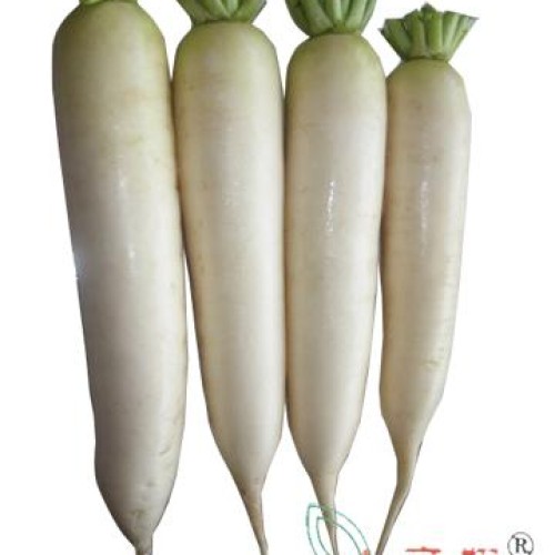 Fresh white radish