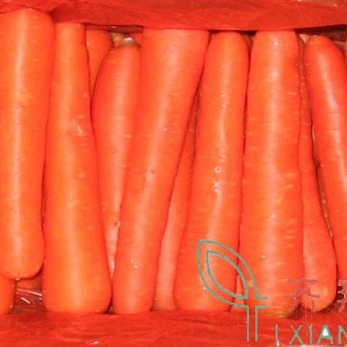 Fresh carrot