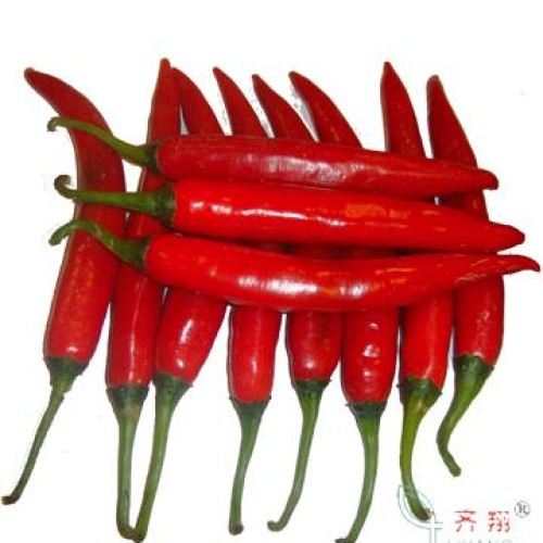 Fresh chili