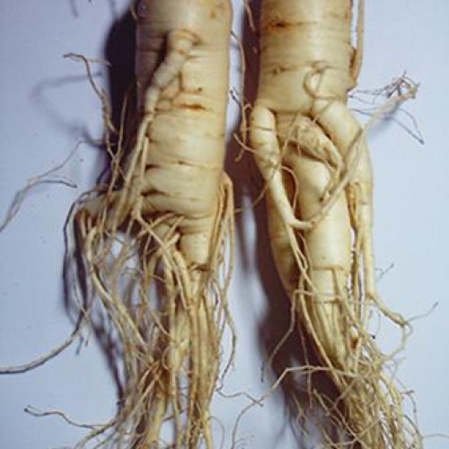 Ginseng extract