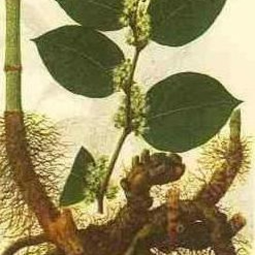 Polygonum cuspidatum extract