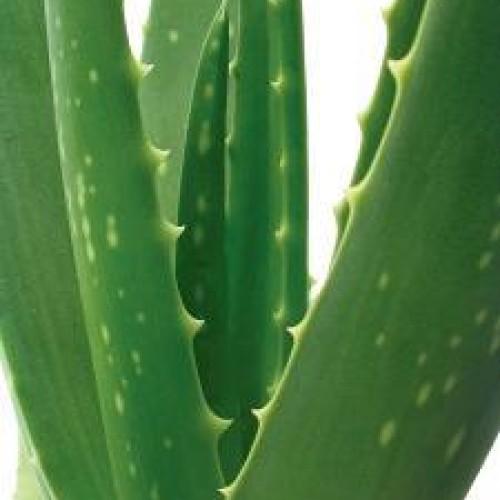 Aloe vera extract