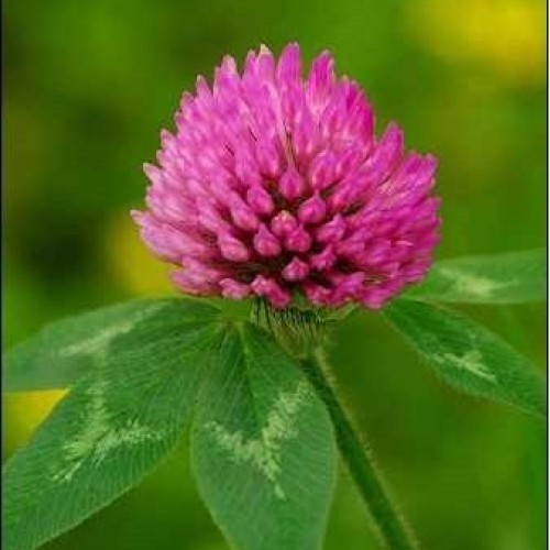 Red clover extract