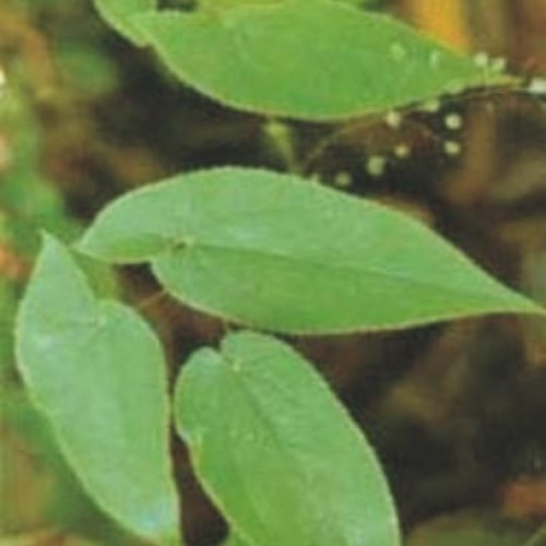 Epimedium extract