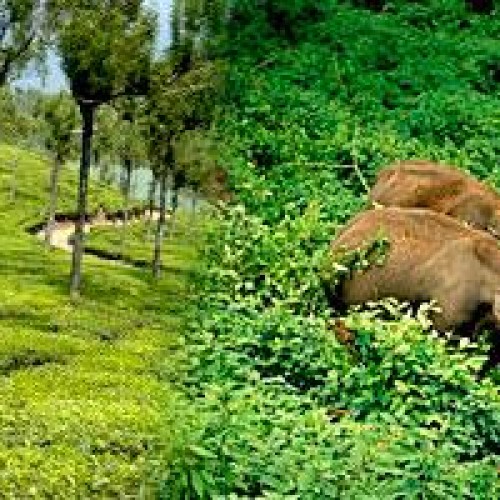 Short escape of kerala