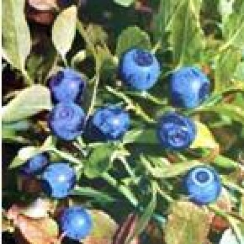 Chinese bilberry p.e