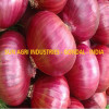 Onion