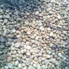 coffee bean