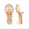 Thoracic Spinal Fixation System