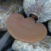 Red Reishi fruit body