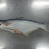 Pangasius Whole Round Fish