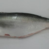 Pangasius HGT