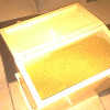 GOLD POWDER AND BARS