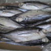 Sea horse Sea cucumber Spanish horse mackerel Shrimps fish maw