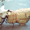 Bike Transportation Services