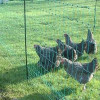 Plastic Poultry Netting