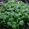 Melissa Officinalis essential oil