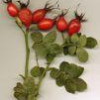 Rosa Canina
