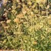 Levisticum Officinalis