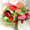 Coorg anthurium flowers