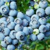 Blueberry extract