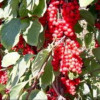 Schisandra chinensis extract