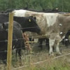 Cattle Fence