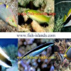 Marine fish farm 3