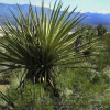 Yucca Schidigera Extract NP Food Gr