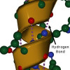 Custom Peptides