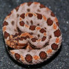 Reptiles and amphibians