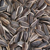 Sun Flower Nut (Striped)