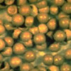Artemia Cysts /Aquatic Feedstuff 