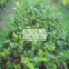 Kathal / jackfruit plant ( artocarpus heterophyllus