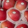 fuji apple