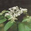Elderberry concentrate
