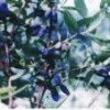 Sweetberry concentrate