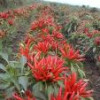 Capsaicin