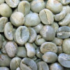 Coffee arabica