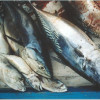 frozen Fish