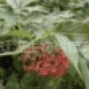 Elderberry P.E