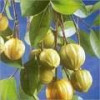 Garcinia Cambogia